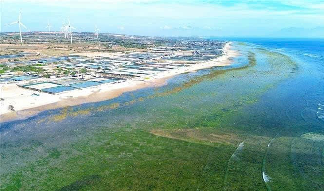 Khi thủy triều rút, rong biển xanh mướt hiện lên trên nền bãi rạn rộng hơn 500m và kéo dài khoảng 4km, tạo nên bức tranh thiên nhiên tuyệt đẹp z6401313769233-beaad2859efbff8563ecfb2ef7c291a3.jpg