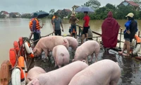 Hà Nội: Người dân chật vật, chạy đua với cơn lũ lịch sử tại huyện Sóc Sơn