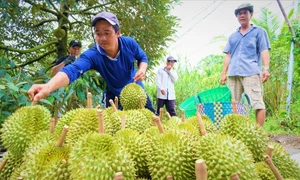 Nông dân thu hoạch sầu riêng. Ảnh: ITN