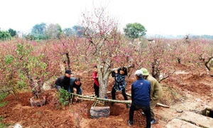 Nông dân Bắc Ninh chăm sóc, thu hoạch cây cảnh phục vụ thị trường Tết Nguyên đán Ất Tỵ 2025. Ảnh: ITN