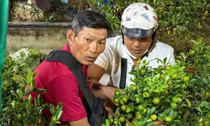 Bình Dương: "Giải cứu" 500 cây quất, câu chuyện nghĩa tình ngày 29 Tết