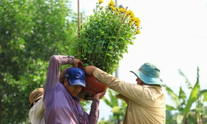 Làng hoa Tết lớn nhất Đồng Nai hối hả đưa sắc xuân đến mọi nhà