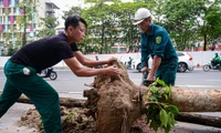 Công ty nào thường xuyên trúng thầu cắt tỉa, chặt hạ, trồng cây xanh ở các quận, huyện tại Hà Nội?