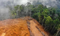 Brazil kêu gọi EU đình chỉ Luật Chống phá rừng