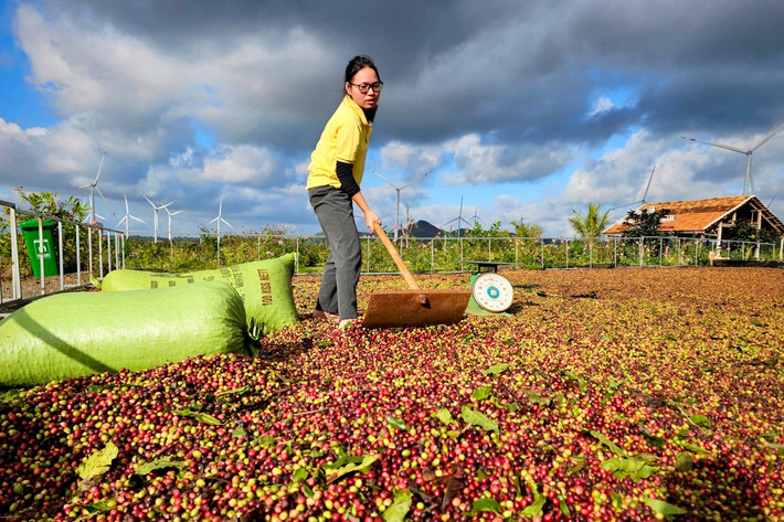 Nông dân phơi cà phê z6380691663209-fcbf000b290e3a5c085d5fb753922021.jpg