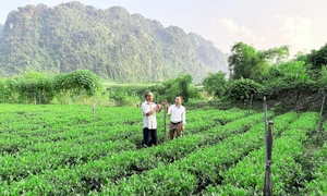 Thái Nguyên: Huyện Võ Nhai đào tạo nghề, trao sinh kế