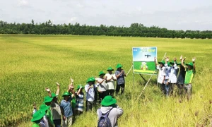 Nông dân tham quan cánh đồng mẫu áp dụng mô hình bón phân Phú Mỹ bằng máy bay không người lái ở Long An.