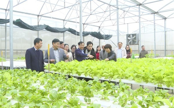 Đoàn thẩm định của Văn phòng Nông thôn mới thành phố Hà Nội thăm mô hình nông nghiệp trên địa bàn huyện Gia Lâm. Ảnh: Mai Phương Đoàn thẩm định của Văn phòng Nông thôn mới thành phố Hà Nội thăm mô hình nông nghiệp trên địa bàn huyện Gia Lâm. Ảnh: Mai Phương
