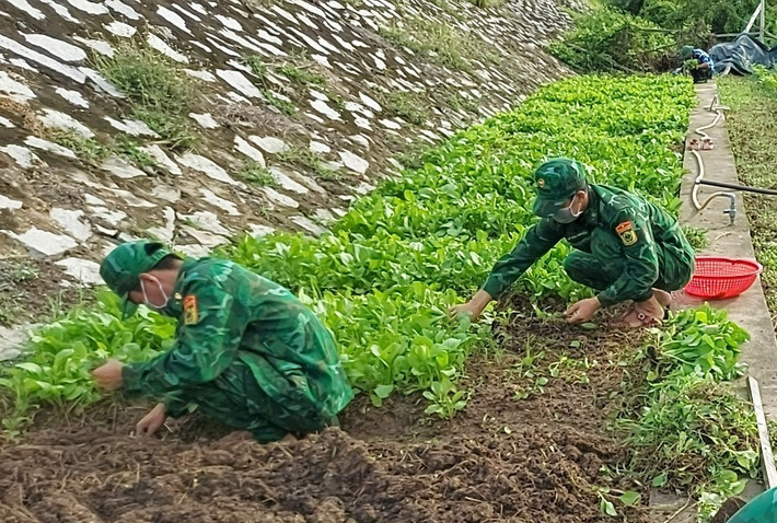 Mô hình "vườn rau gia đình" do đồn Biên phòng Phú Mỹ duy trì nhiều năm qua và triển khai rộng rãi đến người dân, giúp người dân tăng gia sản xuất, cải thiện đời sống (Ảnh: Tiến Vinh) 1-10-4187.jpg