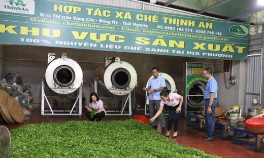 Nguồn vốn tín dụng chính sách đã góp phần đưa "hương trà" bay xa...