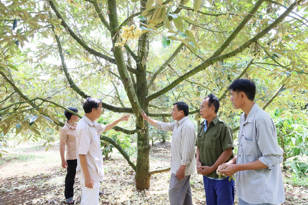 Vườn sầu riêng của Hợp tác xã Dịch vụ nông nghiệp sạch xã Ea Yông (huyện Krông Pắk) ra hoa không đều do ảnh hưởng của thời tiết img-9015.jpg