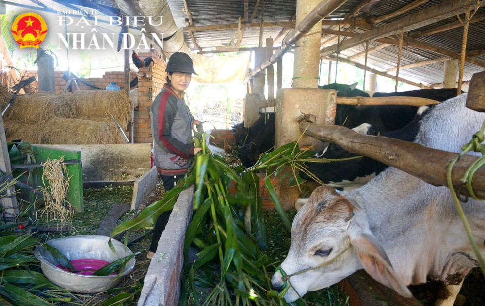 Mô hình nuôi bò 3B từ nguồn vay vốn ưu đãi của bà Cao Thị Hồng Lan Mô hình nuôi bò 3B từ nguồn vay vốn ưu đãi của bà Cao Thị Hồng Lan