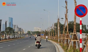 Hàng loạt cây xanh "khô héo" trên tuyến đường hơn 700 tỷ đồng vừa thông xe tại Hà Nội