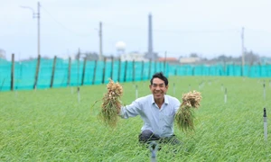 Nam Ngư cùng bà con đảo Lý Sơn đón Tết nối dài niềm vui vụ mùa bội thu 