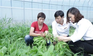 Người dân Hà Nội khởi nghiệp nông nghiệp công nghệ cao thành công nhờ nguồn vốn đầu tư của Agribank.