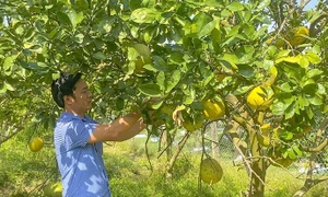 Người dân tỉnh Thanh Hóa đang đẩy mạnh sản xuất theo hướng an toàn.