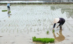 Trên 92% tổng diện tích gieo cấy lúa vụ Đông Xuân đã đủ nước 