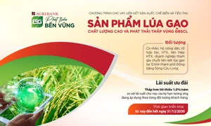 Agribank triển khai cho vay liên kết sản xuất lúa gạo chất lượng cao vùng đồng bằng sông Cửu Long