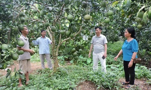 Chương trình Cho vay hộ nghèo đã giúp đồng bào Trấn Yên thoát nghèo và phát triển kinh tế.