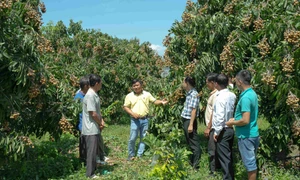 Tăng năng suất nhờ NPK Cà Mau công nghệ Poly Phosphate