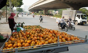 Theo Đề án, 100% người kinh doanh trái cây được đào tạo, tập huấn kiến thức về an toàn thực phẩm