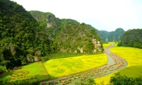 “Sắc vàng Tam Cốc - Tràng An” quảng bá mạnh mẽ du lịch Ninh Bình