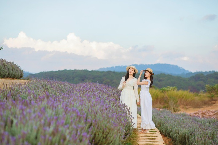 Cảm hứng từ loài hoa oải hương dịu dàng thơm ngát lavender-da-lat-1.jpg