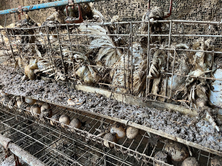 Cũng theo ông Đoàn, những con gà này đều là giống gà siêu trứng, được nuôi từ 6-7 tháng trước, đang bắt đầu cho thu hoạch trứng, mỗi con nặng từ 2-3 kg trai ga_Dong Anh_Ha Noi (3).jpg