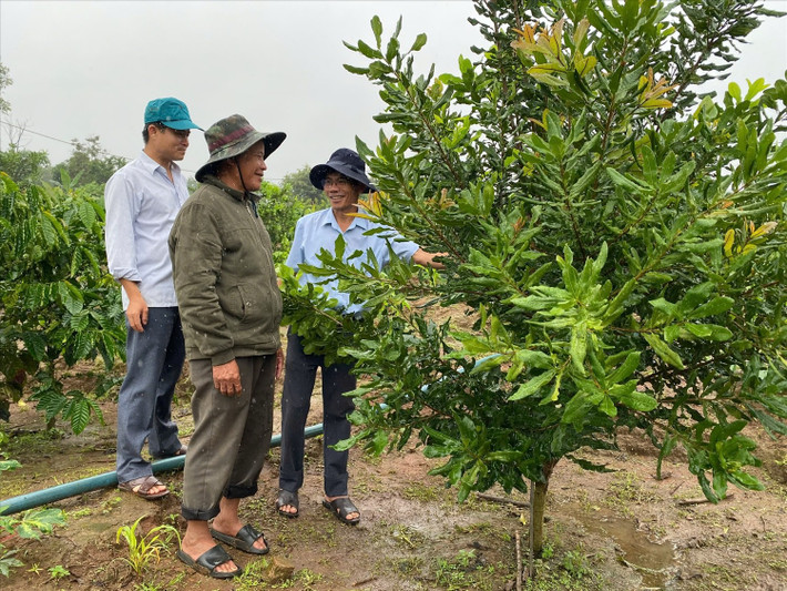 Cán bộ huyện Đăk Tô hướng dẫn người dân cách chăm sóc cây mắc ca Cán bộ huyện Đăk Tô hướng dẫn người dân cách chăm sóc cây mắc ca