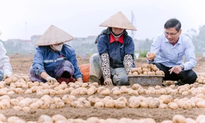 PepsiCo, Syngenta mở rộng mô hình sản xuất khoai tây bền vững ra phía Bắc