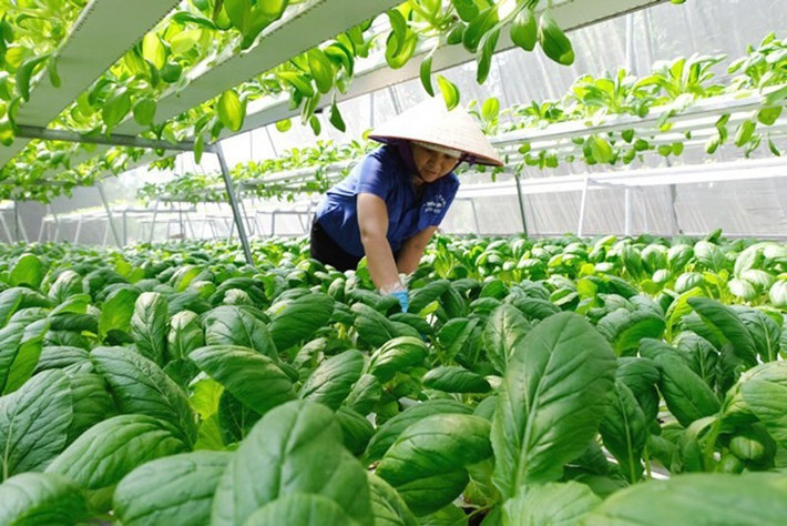 Tính riêng lĩnh vực trồng trọt, tỉnh Đồng Nai đã có 45 mô hình ứng dụng công nghệ cao. Nguồn: ITN anh-bai-2-9544.jpg