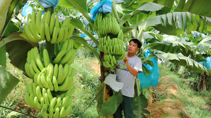 Tỉnh Đồng Nai đặt mục tiêu đến năm 2025, sẽ có thêm 7 mã số vùng trồng chuối với diện tích hơn 1,5 ngàn ha. Nguồn: ITN bn3.jpg