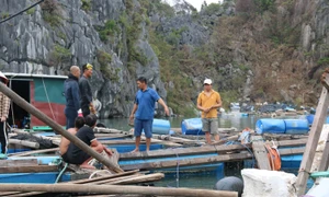 Người dân huyện Vân Đồn và các thợ lặn chuyên nghiệp nghiên cứu phương án trục vớt tàu bị đắm