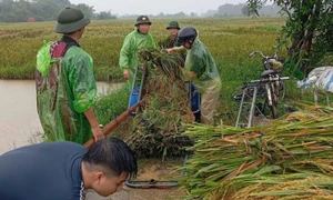 Huyện Thạch Thất: Nhiều hoạt động thiết thực khắc phục hậu quả cơn bão số 3