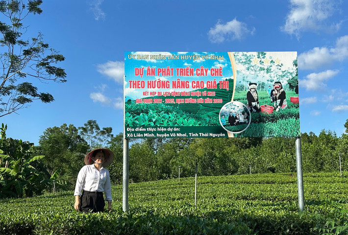 Cây chè góp phần nâng cao thu nhập cho người dân Liên Minh 2.jpg