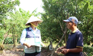 Giám đốc Trung tâm Khuyến nông Hà Nội Vũ Thị Hương giới thiệu tờ gấp hướng dẫn kỹ thuật cho hộ trồng cây ăn quả tại xã Hòa Nam, huyện Ứng Hòa. 