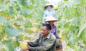 Mô hình sản xuất dưa lưới an toàn tại xã Hoa Sơn (huyện Ứng Hòa) mang lại giá trị kinh tế cao.