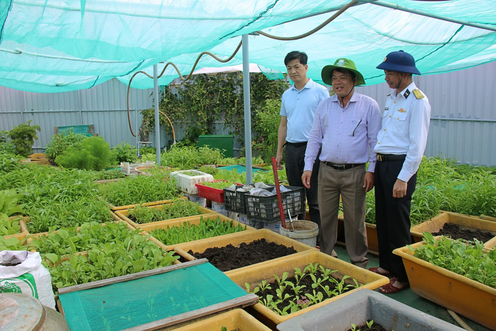 Vườn rau xanh tươi tại Nhà giàn DK1/11 img-5399.jpg
