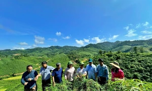 Đoàn giám sát của Thường trực HĐND tỉnh Điện Biên kiểm tra mô hình hỗ trợ phát triển sản xuất trồng cây quế, sắn tại xã Nà Khoa, huyện Nậm Pồ