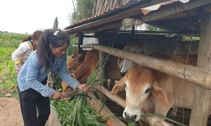 Chính sách hỗ trợ cây, con giống giúp người dân Gia Lai thoát nghèo.