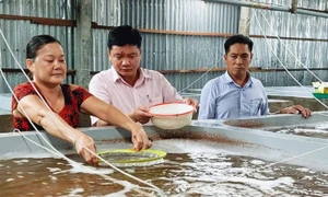 Phát triển sinh kế mang lại thu nhập ổn định cho người dân Cà Mau (Ảnh: Trúc Linh)