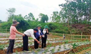 Nhiều chương trình tập huấn, đào tạo nghề nông nghiệp được tổ chức giúp người dân nâng cao thu nhập 