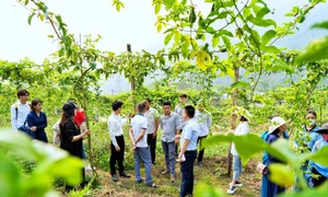 Chanh leo - cây trồng mũi nhọn trong giảm nghèo tại Tam Đường