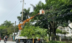 Công ty Điện lực Hà Tĩnh tăng cường bảo vệ hành lang an toàn lưới điện