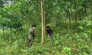 Quảng Bình: Kỳ vọng giải pháp để hoàn thành chi trả kinh phí bán tín chỉ carbon