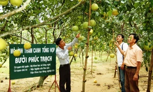 Bưởi Phúc Trạch được Liên minh châu Âu bảo hộ chỉ dẫn địa lý