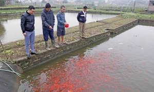 Sức sống mới ở miền trung du Phú Thọ