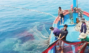 TP. Hồ Chí Minh tập trung gỡ thẻ vàng IUU