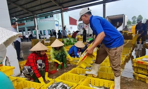 Kiên Giang: Tập trung chống khai thác hải sản trái phép