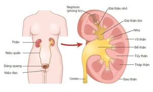 Các triệu chứng phổ biến của ung thư đường tiết niệu